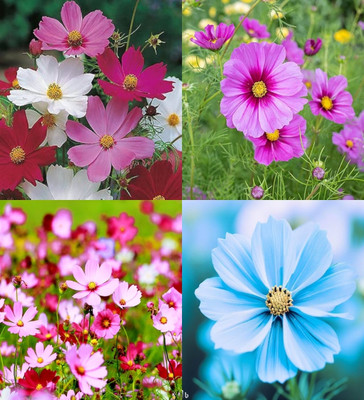 ibains Cosmos flower seeds hybrid biij 20 Seed(20 per packet)