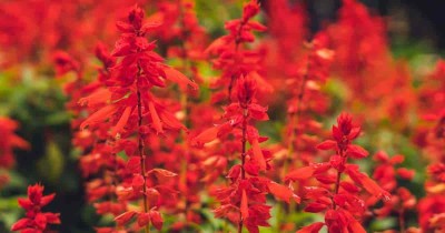 VINSEE Scarlet Sage Salvia Seed(50 per packet)