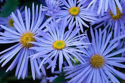 greenfarm Aster flower seeds mixed pure organic A11 Seed(85 per packet)