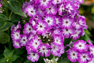 Aywal PHLOX DRUMMONDII BEAUTY MIXED Seed(90 per packet)