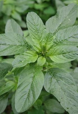URRO Amaranthus - Green Seed(500 per packet)