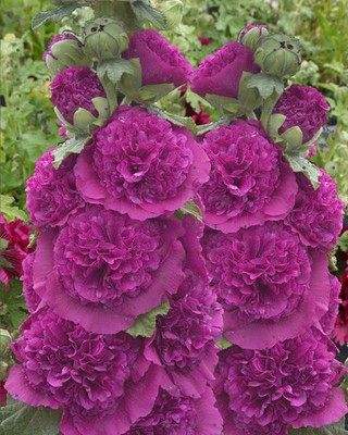 Lorvox Hollyhock Hybrid Seed(85 per packet)
