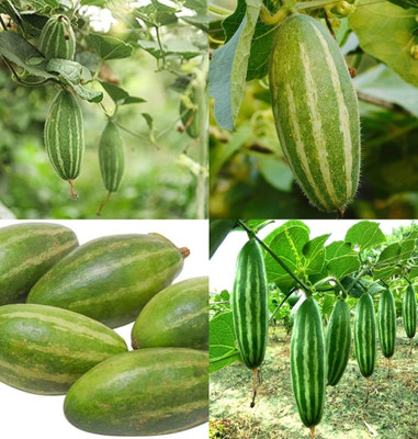 ibains Parwal vegetable seeds beej 20 Seed(20 per packet)