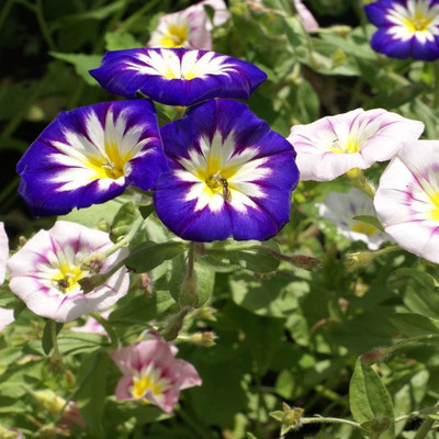 CYBEXIS VXI-53 - Morning Glory Ensign Mix - (100 Seeds) Seed(100 per packet)