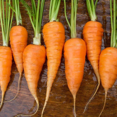 CYBEXIS Chantenay Imported Carrot Variety-500 Seeds Seed(500 per packet)