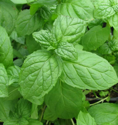 Qualtivate VXI-49 Lemon Basil Seeds Seed(1000 per packet)