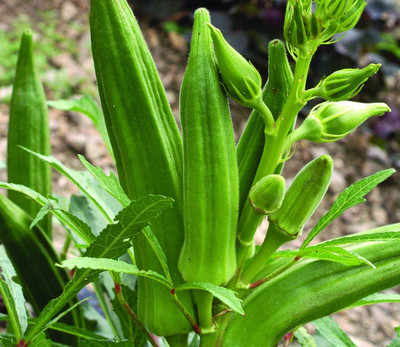 Qualtivate RES-2A Native Okra Vegetable Seeds Seed(350 per packet)