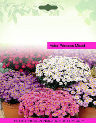 CYBEXIS SEEDS Aster Princess Mixed 100 Seeds Seed(100 per packet)