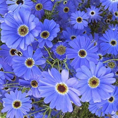 ACCELCROP IPOMEA MORNING GLORY MIXED FLOWER Seed(100 per packet)
