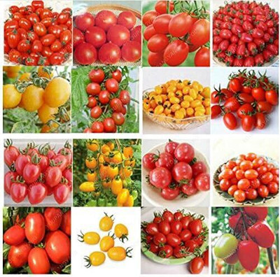 ActrovaX 24 Kinds Tomato Mixed Purple Black Red Yellow Green Cherry Peach Pear[4000 Seed] Seed(4000 per packet)