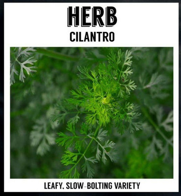 CYBEXIS XLR-57 - Slow Bolting Cilantro - (2250 Seeds) Seed(2250 per packet)