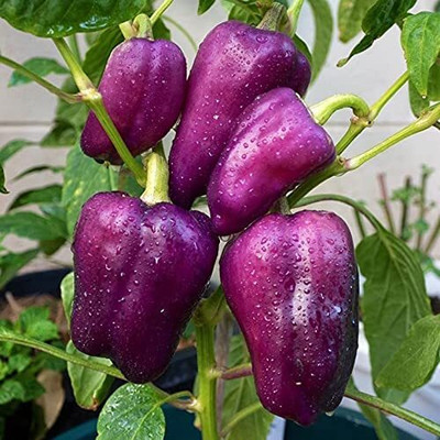 Aywal Purple COLOR SHIMLA MIRCH Seed(40 per packet)