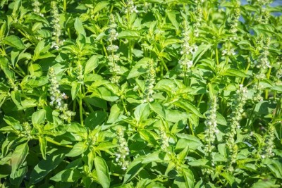 Qualtivate XL-8 Lemon Basil Herb Seeds Seed(1000 per packet)