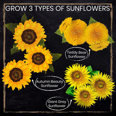CYBEXIS XLR-74 - 3 Types of Sunflower - (1350 Seeds) Seed(1350 per packet)