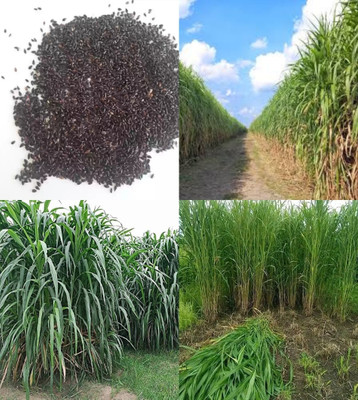 ibains Super napier grass seeds beez 527 Seed(527 per packet)