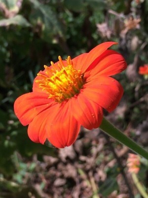 Quentova Tithonia Flower-NCS-5X Seed(75 per packet)