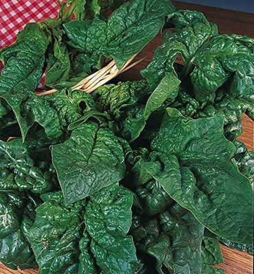 CYBEXIS Seeds of Vegetable Spinach Giant Winter1000 Seeds Seed(1000 per packet)