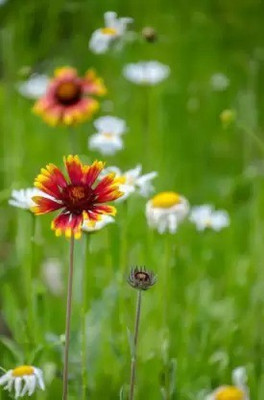 Aro Gaillardia, Pulchela Double Mix Seed(136 per packet)