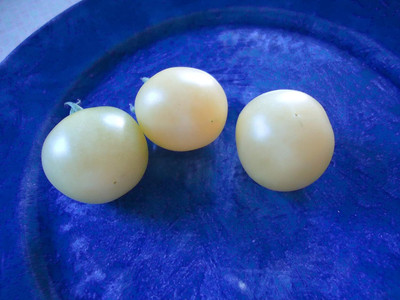 Qualtivate PUAS-2A World's Smallest White Tomato Seed(300 per packet)