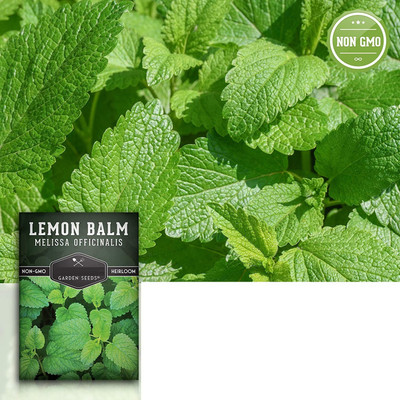 VibeX XLL-86 - Lemon Balm Capricata Citronella - (250 Seeds) Seed(250 per packet)