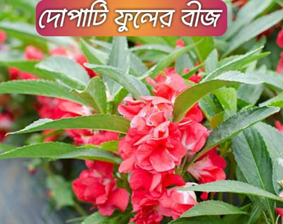 DEYS AGRO ™ dopati flower seeds,flower plant Seed(71 per packet)
