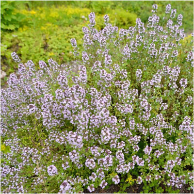 CYBEXIS TLX-7 - Wild Creeping Thyme - (1350 Seeds) Seed(1350 per packet)