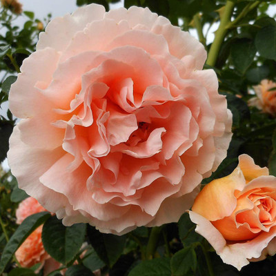 CYBEXIS VXI-53 - Apricot Climbing Rose Plant - (300 Seeds) Seed(300 per packet)