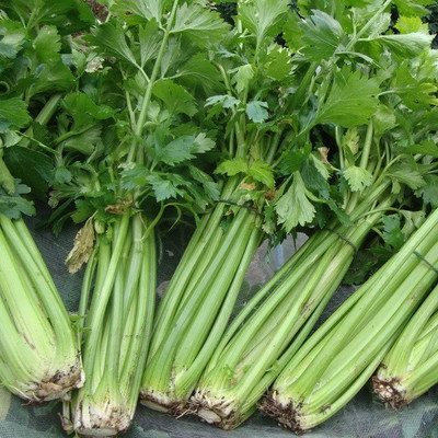 ENTENT Organic Celery-Tall Utah Seed(120 per packet)