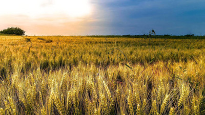 VibeX ® VLR-89 Premium Hard Red Winter Wheat Seed(2000 per packet)