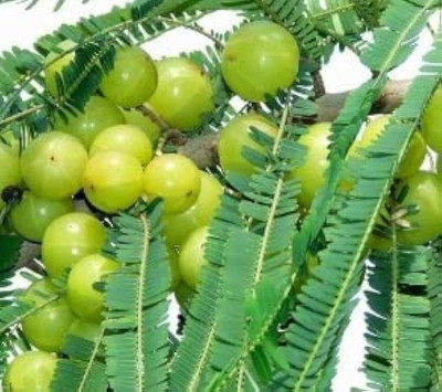 BDSresolve Desi Banarasi Amla/amla seeds for planting Seed(13 per packet)