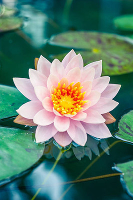 Bcb lotus,kamal gatta Seed(14 per packet)