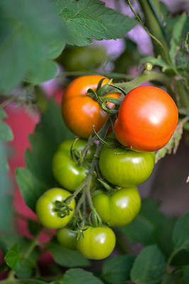 JDM Store tomato Seed(110 per packet)