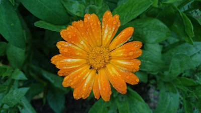 Lippy Calendula (Pot Marigold) Seed(70 per packet)