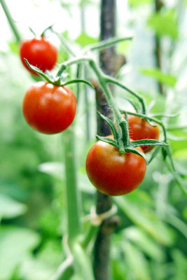 URRO tomato Seed(60 per packet)