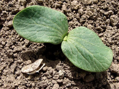 CRGO DIOART-ART-™Hybrid Very Big Size pumpkin seeds-50 SEEDS-PS697 Seed(50 per packet)