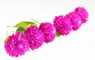 MAA Gomphrena Seed(20 per packet)