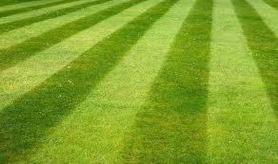 BDSresolve best grass seed:st augustine grass seed pack of 5200 Seed(5200 per packet)