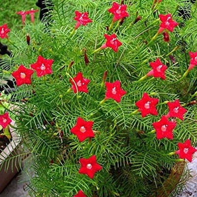 BDSresolve Cypress Vine Mix Color Flower Seeds pack of 66 Seed(66 per packet)