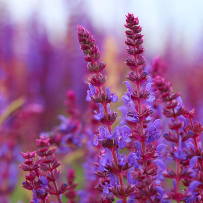 Qualtivate XXX-4A Mauve Sage Herb Seeds Seed(100 per packet)
