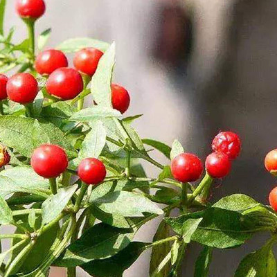 CYBEXIS Hot Pepper Ornamental Chilli Seeds 600 Seeds Seed(600 per packet)