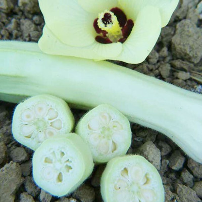 Quentova Silver Queen Okra Seeds-ICRA-10A Seed(250 per packet)
