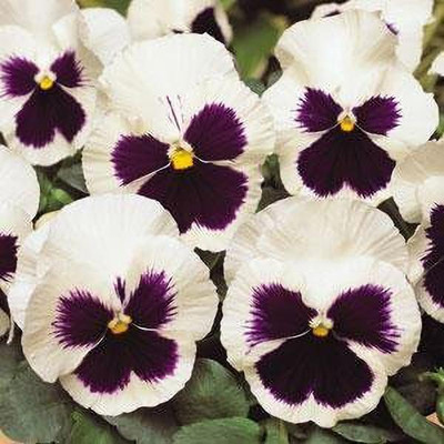 Aywal Pansy Swiss Gaint Mixed Flower Seed(70 per packet)