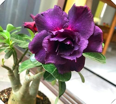 Qualtivate NDIR-4 Adenium Obesum Desert Rose Impala Lily Seed(30 per packet)