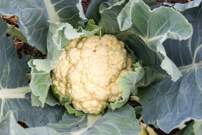 ALPHONSO MANGO TREE white cauliflower,gobhee seeds Seed(10 per packet)