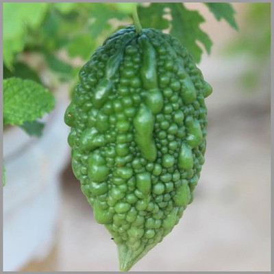 CRGO KARELA , BITTERGOURD Seed(60 per packet)