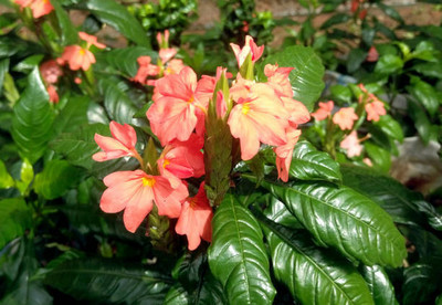 AYODvati kanakambaram-firecracker-crossandra Seed(37 per packet)