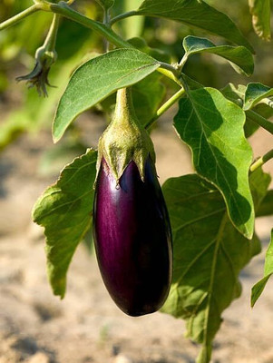 KNESSiN F1 Hybrid New Eggplant Brinjal Vegetable ( Seeds) Seed(1000 per packet)