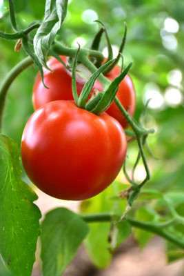 Qualtivative tomato Seed(85 per packet)