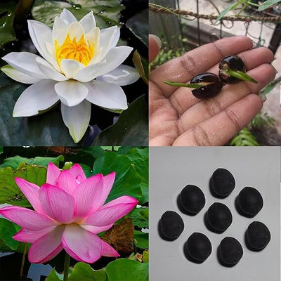 ratna halder lotus seeds Seed(12 per packet)