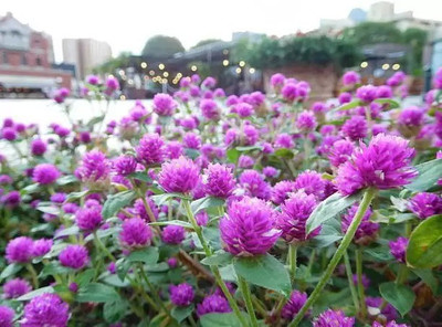 MAA Gomphrena Seed(104 per packet)